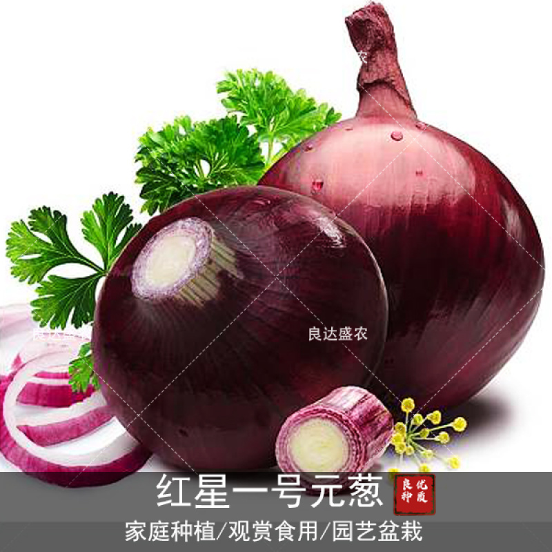 优质红星一号圆葱种子紫色洋葱种子可口味香抗病性强