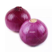 优质红星一号圆葱种子紫色洋葱种子可口味香抗病性强