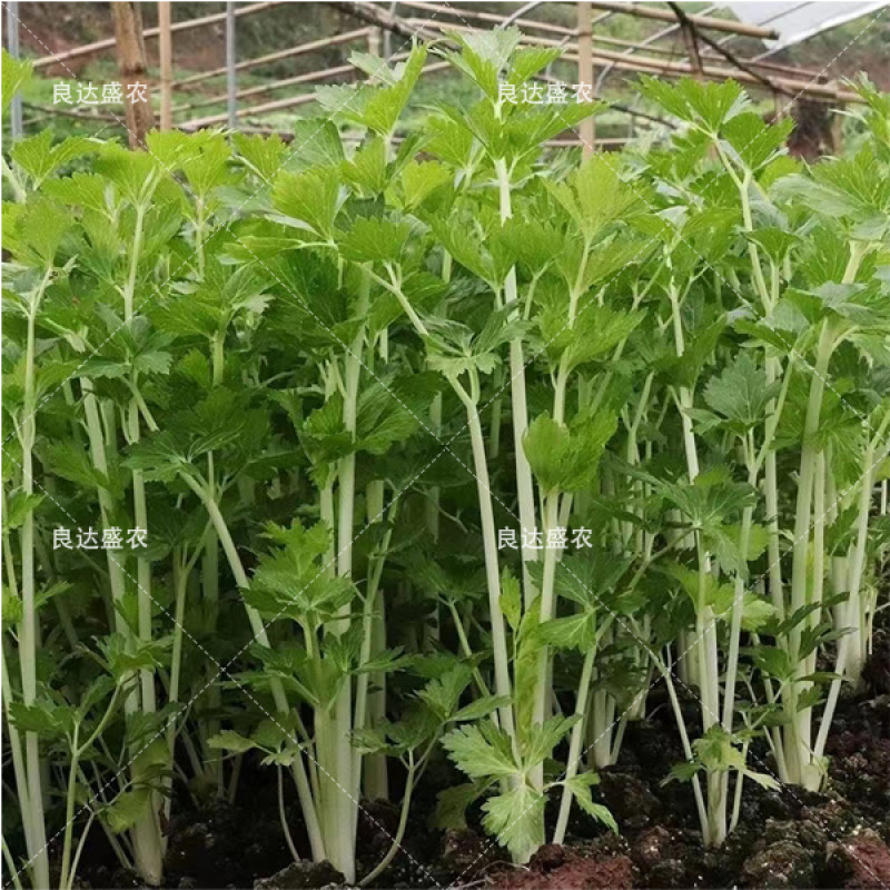 优质嫩脆白芹种子耐抽苔叶厚翠绿肉厚纤维少香味浓