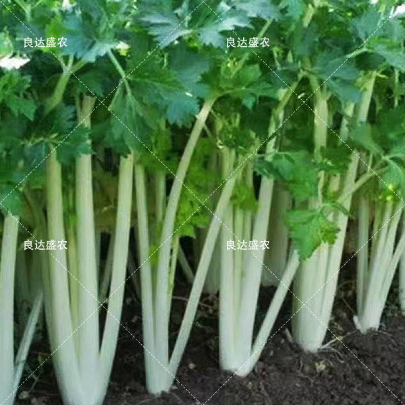 优质嫩脆白芹种子耐抽苔叶厚翠绿肉厚纤维少香味浓