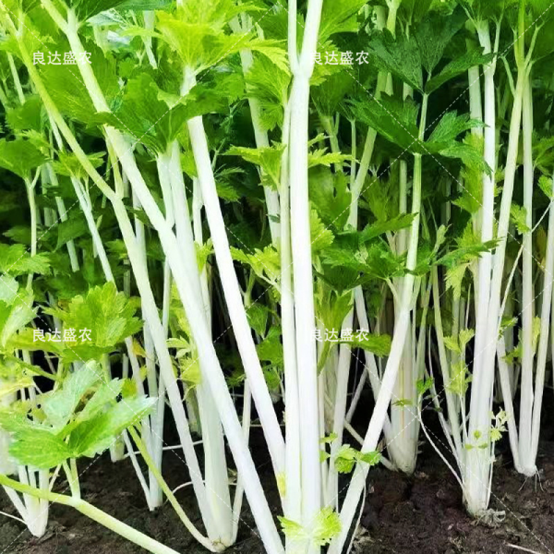 优质嫩脆白芹种子耐抽苔叶厚翠绿肉厚纤维少香味浓