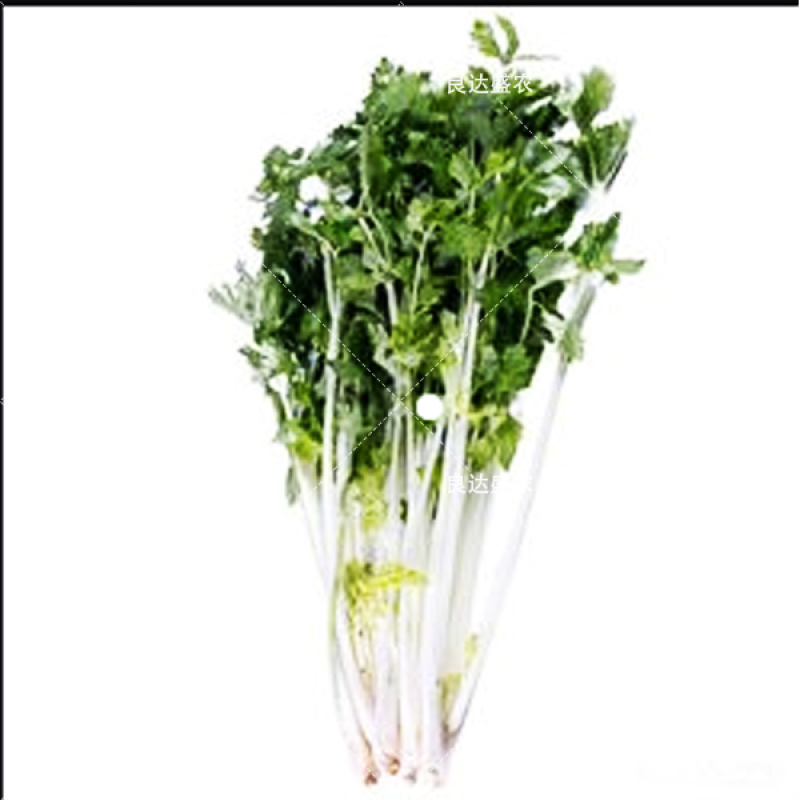 优质嫩脆白芹种子耐抽苔叶厚翠绿肉厚纤维少香味浓