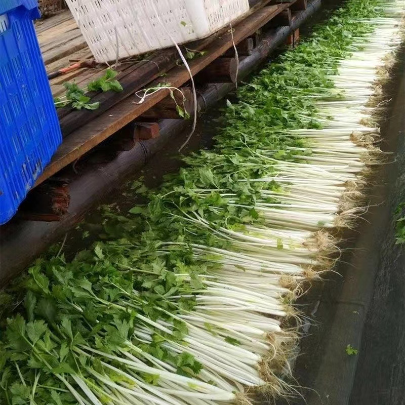 优质嫩脆白芹种子耐抽苔叶厚翠绿肉厚纤维少香味浓