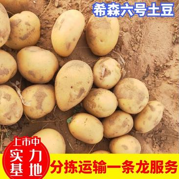 陕北土豆定边土豆希森六号土豆供应各大批发商市场