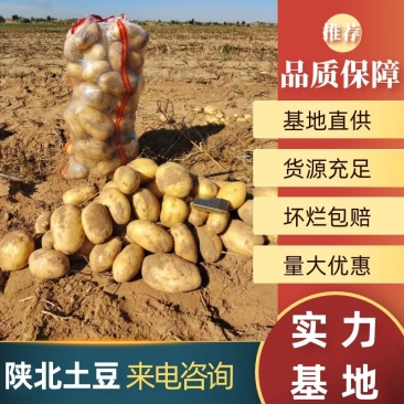 陕北榆林V系列土豆大量上市品种有V7，V8等