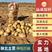 陕北榆林V系列土豆大量上市品种有V7，V8等