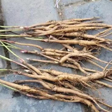 牡丹苗，基地发货，易种植，产地一手货源，大量批发欢迎来电