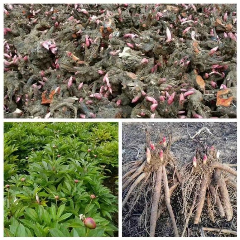 白芍芽头牡丹苗，产地一手货源，质量保证，欢迎来电