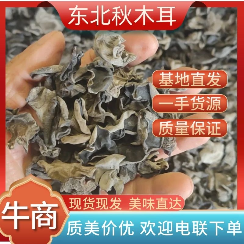 秋木耳，黑木耳东北黑木耳产地一手货源量大从优欢迎来电洽谈