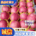 【牛商推荐】红富士苹果，库存红富士苹果，大量批发包装齐全