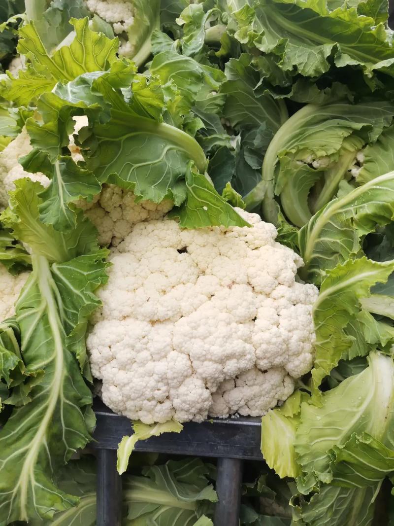 有机松花菜白面青梗散花质量保障个头均匀对接商超