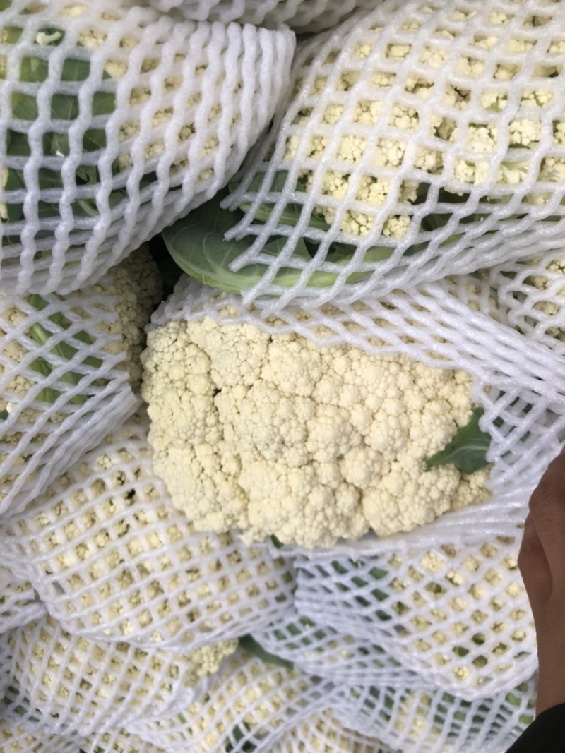 有机松花菜白面青梗散花质量保障个头均匀对接商超