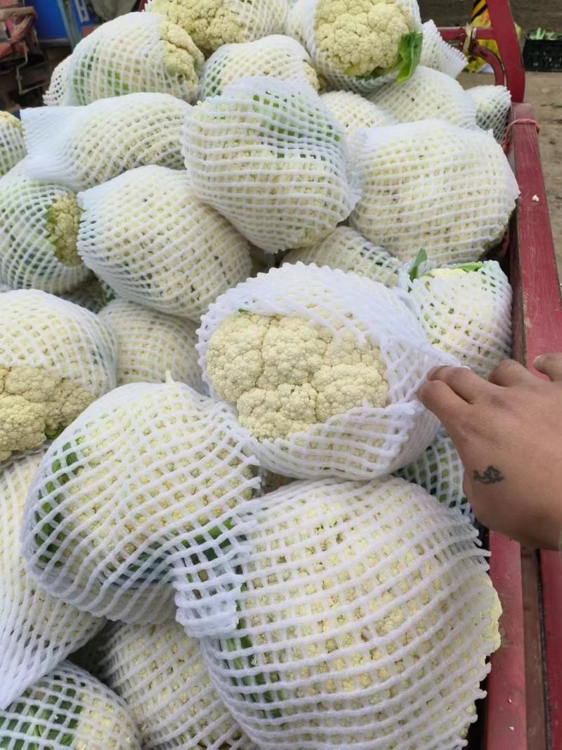 有机松花菜白面青梗散花质量保障个头均匀对接商超