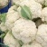 有机松花菜白面青梗散花质量保障个头均匀对接商超