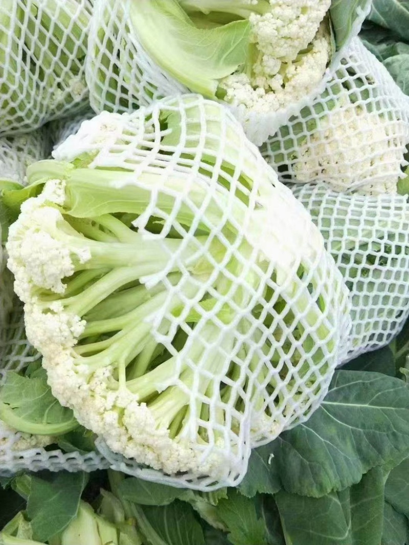 有机松花菜白面青梗散花质量保障个头均匀对接商超