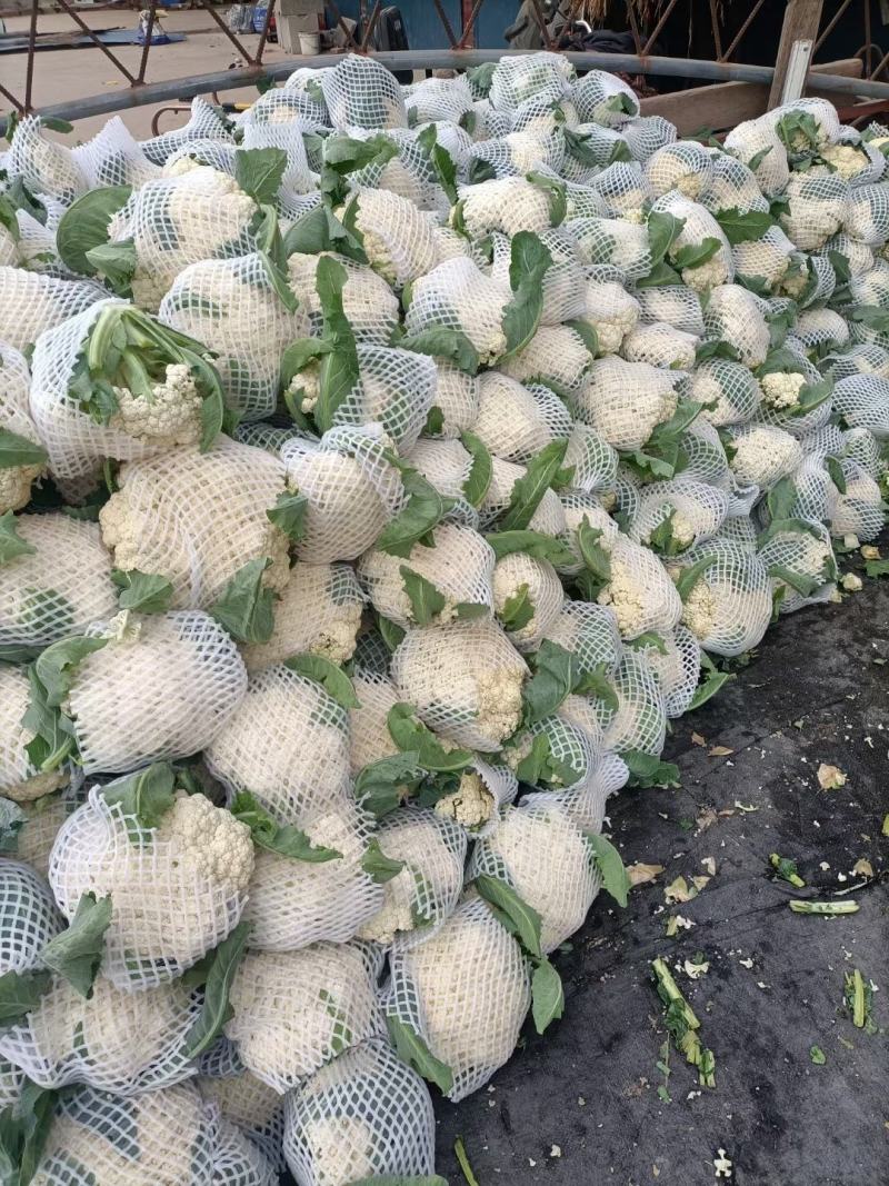 有机松花菜白面青梗散花质量保障个头均匀对接商超