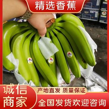 上海嘉定区新到青蕉个大，质量保证，量大价优