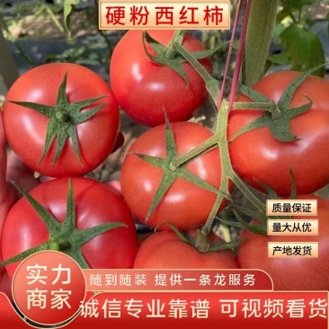 [优质]河南硬粉红沙瓤西红柿针对批发市场，零售，电商超