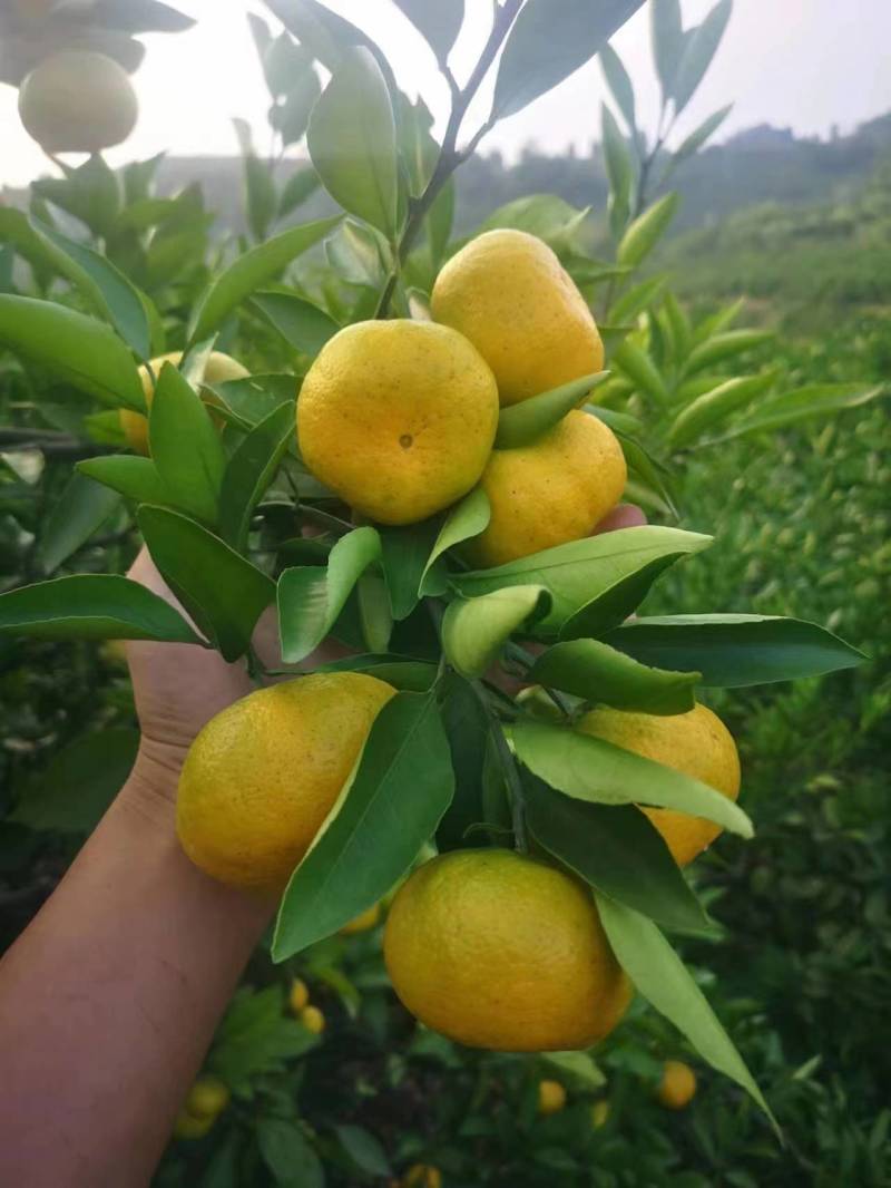 四川蜜橘资中县蜜橘，等各种柑橘产地代办，现订现摘，