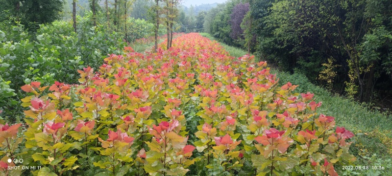 千亩基地直供彩红杨，出售各类规格彩红杨