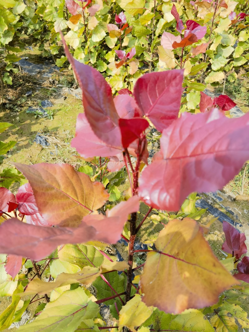 千亩基地直供彩红杨，出售各类规格彩红杨