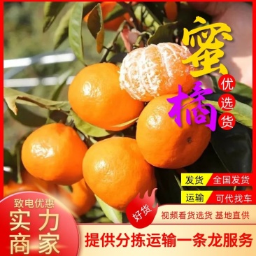 湖北精品蜜橘产地直供现摘现发皮薄多汁致电优惠