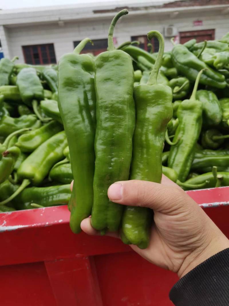 陕西大棚薄皮泡椒大量供应对接全国客商保质保量价格详谈