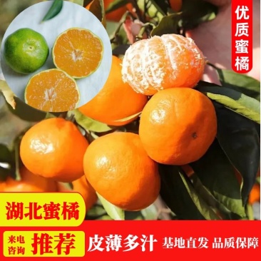 【实力商家】优质蜜橘新鲜直采，口感甜，皮薄多汁可视频看货