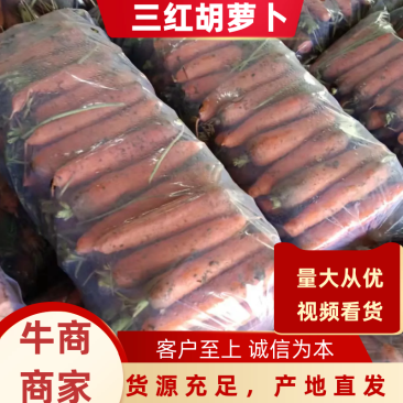 河南胡萝卜三红胡萝卜11月中旬上市一手货源欢迎预定