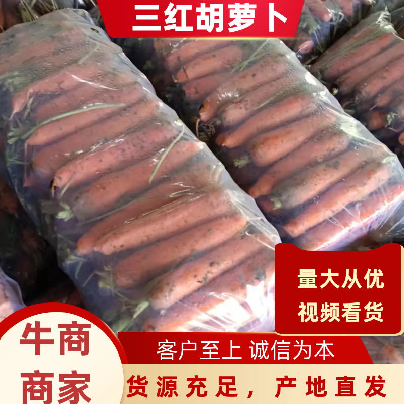 河南胡萝卜三红胡萝卜11月中旬上市一手货源欢迎预定