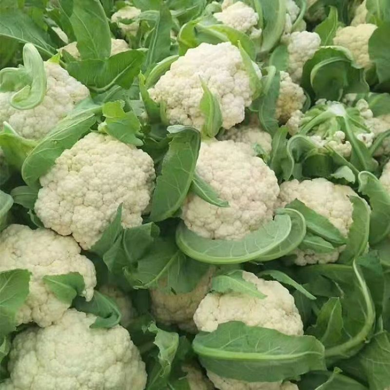 花菜松花菜大量上市产地发货量大从优欢迎来电咨询