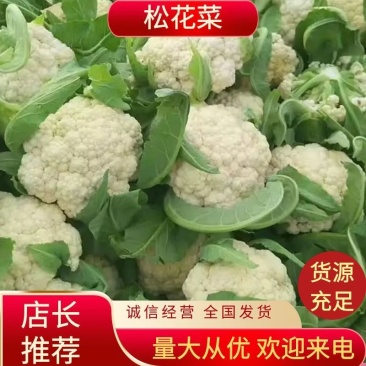 花菜松花菜大量上市产地发货量大从优欢迎来电咨询