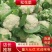 花菜松花菜大量上市产地发货量大从优欢迎来电咨询