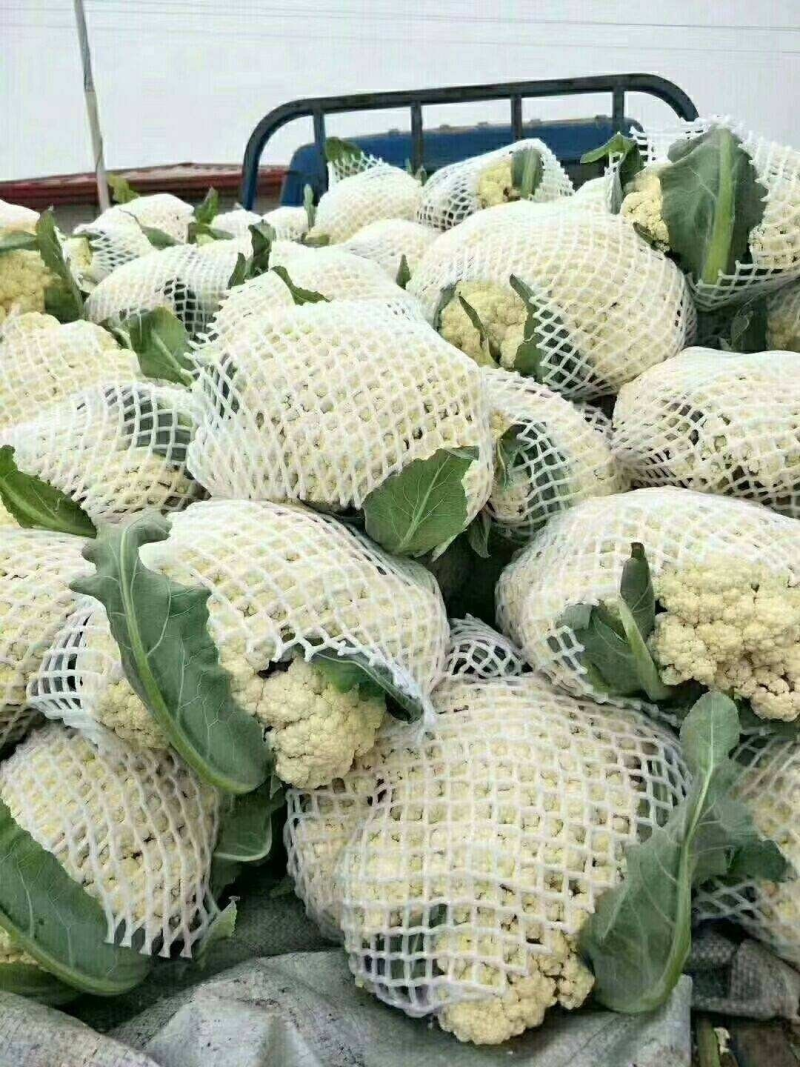 花菜松花菜大量上市产地发货量大从优欢迎来电咨询
