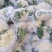 花菜松花菜大量上市产地发货量大从优欢迎来电咨询