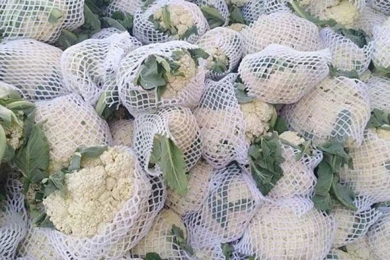 花菜松花菜大量上市产地发货量大从优欢迎来电咨询