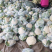 花菜松花菜大量上市产地发货量大从优欢迎来电咨询
