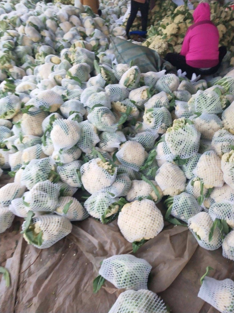 花菜松花菜大量上市产地发货量大从优欢迎来电咨询