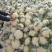 花菜松花菜大量上市产地发货量大从优欢迎来电咨询