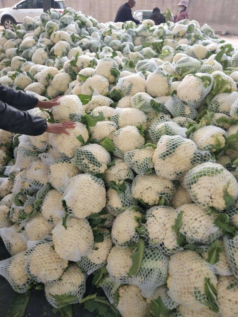 花菜松花菜大量上市产地发货量大从优欢迎来电咨询