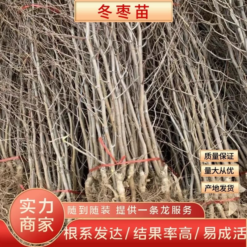 优质冬枣苗，金丝大红枣苗，成活率高，现挖现发，诚信经营