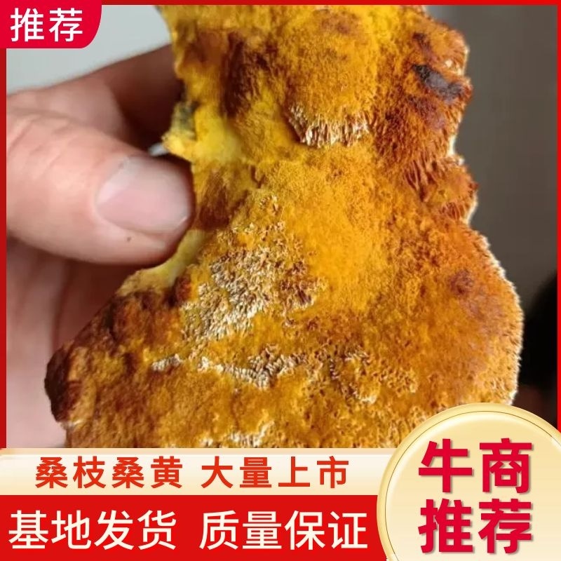 原产地纯桑枝桑黄，桑黄成品干货质量保证量大从优欢迎来电