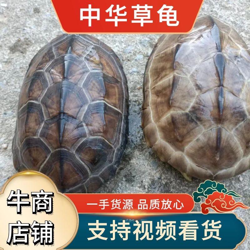 中华草龟外塘养殖4年，一手货源，质量保证，欢迎下单