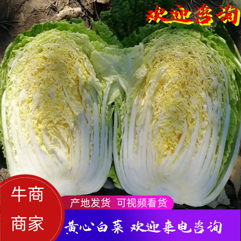 【牛商商家】白菜黄心白菜代收代办产地发货包售后