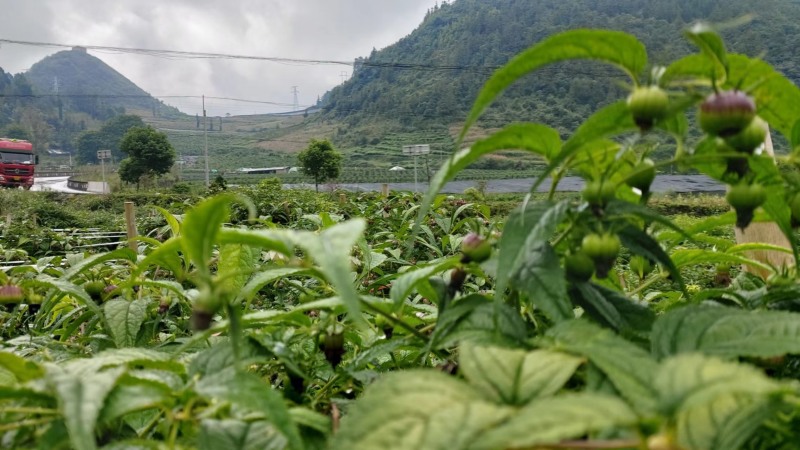 高价值功能水果/红果参/蜘蛛果/基地直发