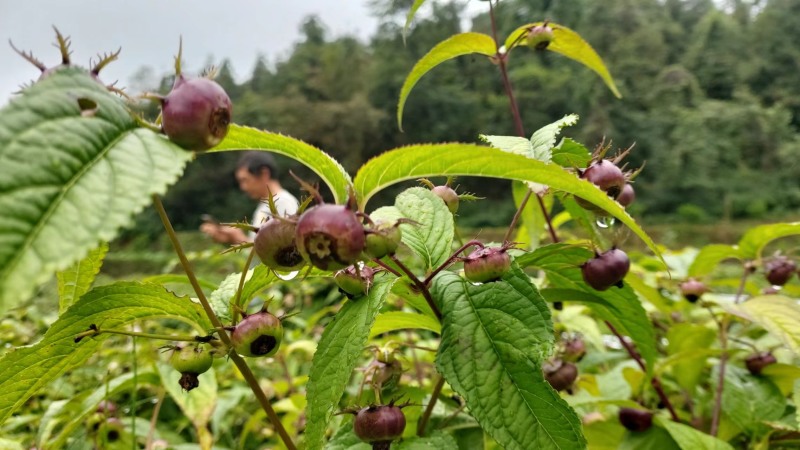 高价值功能水果/红果参/蜘蛛果/基地直发