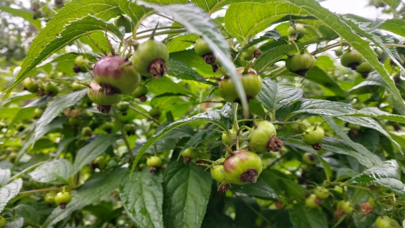 高价值功能水果/红果参/蜘蛛果/基地直发