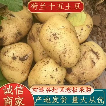 【实力供货】黑龙江土豆销售大江南北荷兰等等，尤金885