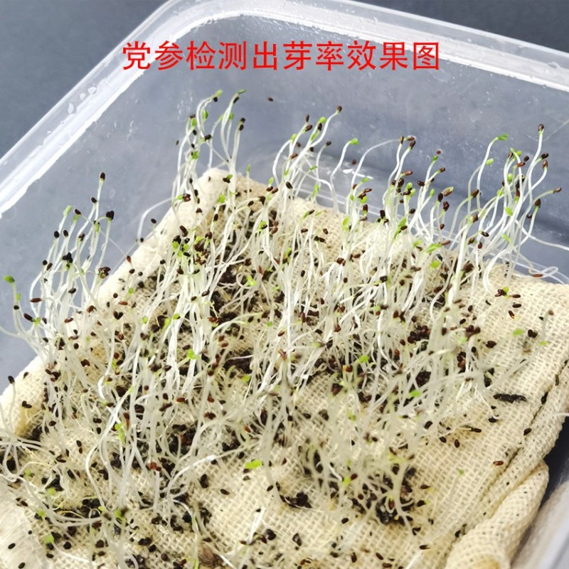 【党参种子】新种子党参苗出芽率好当年新货