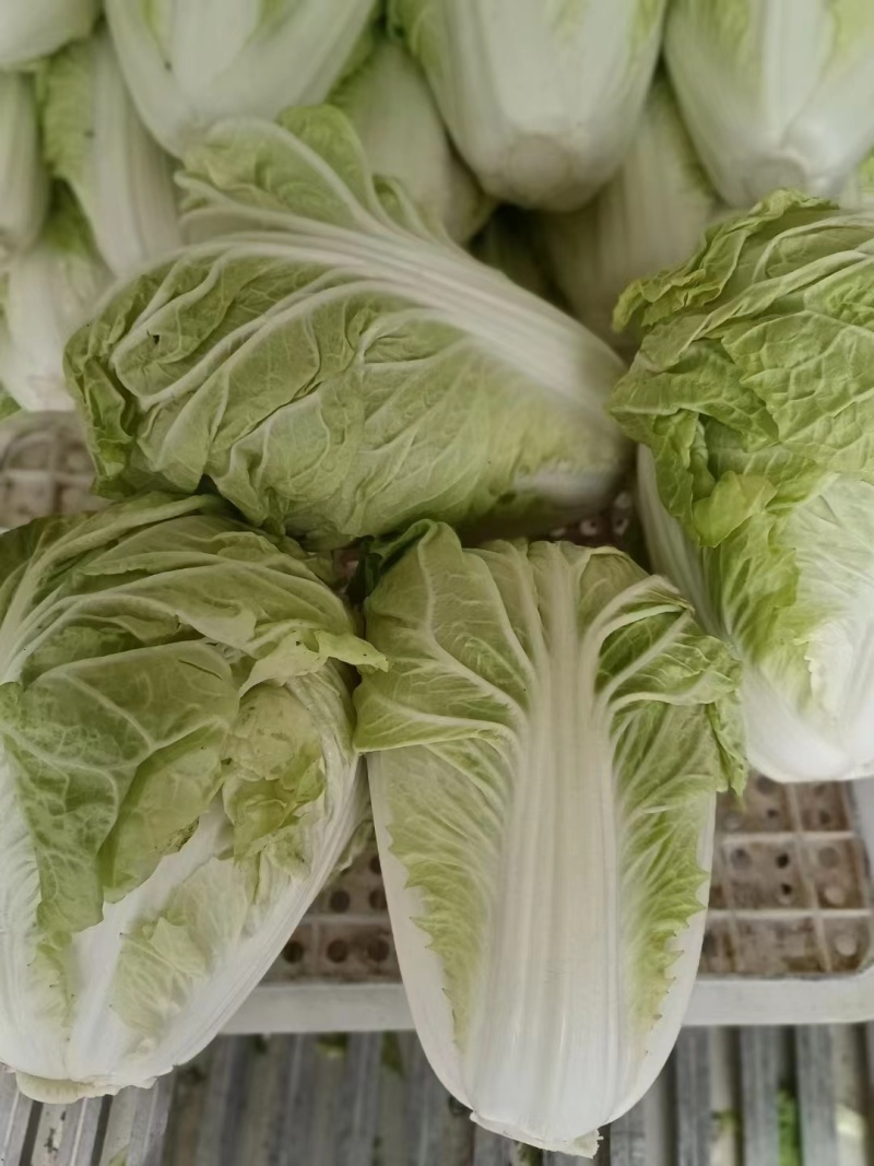 【应季菜】精品河南夏阳白菜大量上市耐热耐湿产地拣货装车